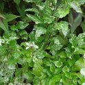 Duranta erecta 'Variegata'